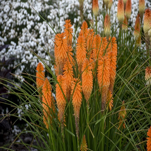 Kniphofia x Pyromania Orange Blaze Proven Winners Red Hot Poker